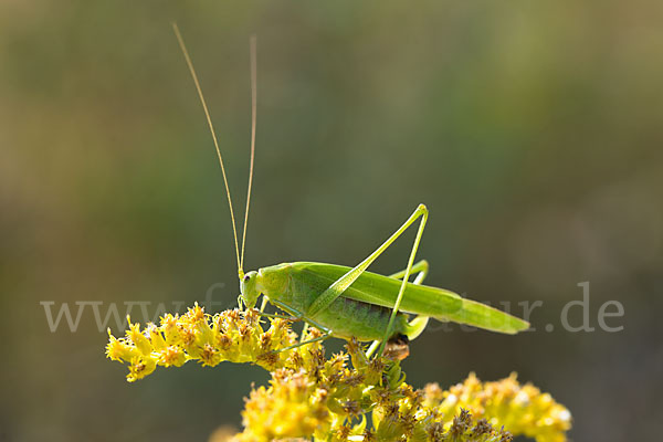 Gemeine Sichelschrecke (Phaneroptera falcata)