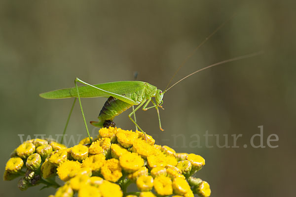 Gemeine Sichelschrecke (Phaneroptera falcata)