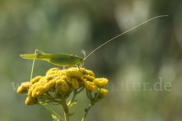 Gemeine Sichelschrecke (Phaneroptera falcata)