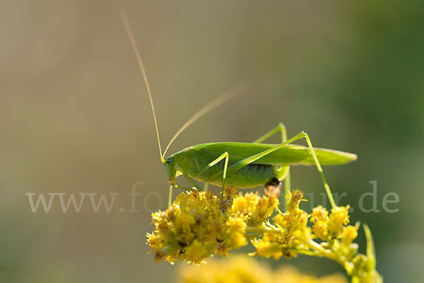 Gemeine Sichelschrecke (Phaneroptera falcata)