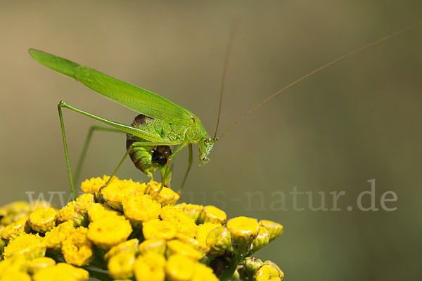 Gemeine Sichelschrecke (Phaneroptera falcata)