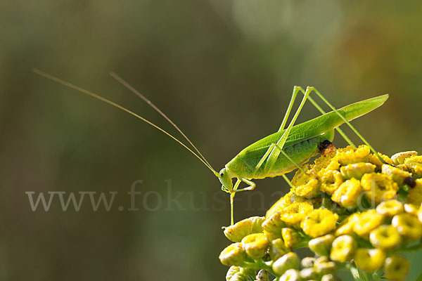 Gemeine Sichelschrecke (Phaneroptera falcata)