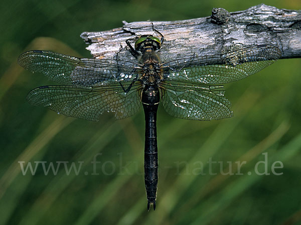 Gemeine Smaragdlibelle (Cordulia aenea)