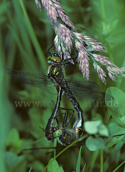 Gemeine Smaragdlibelle (Cordulia aenea)