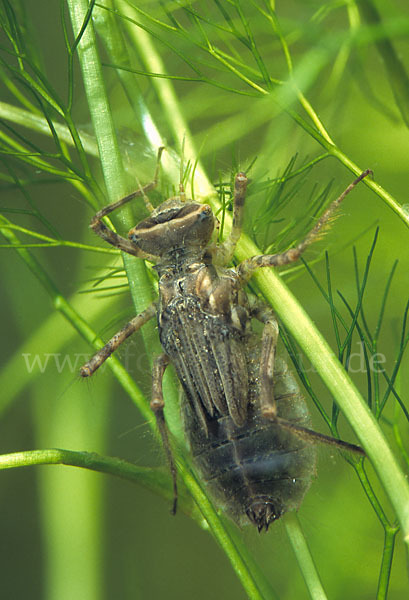 Gemeine Smaragdlibelle (Cordulia aenea)