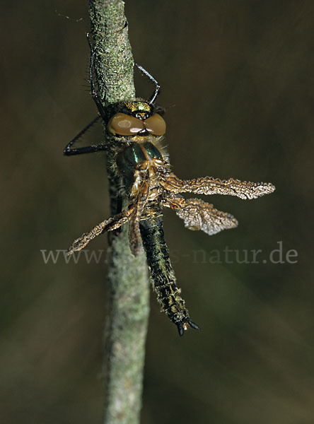 Gemeine Smaragdlibelle (Cordulia aenea)