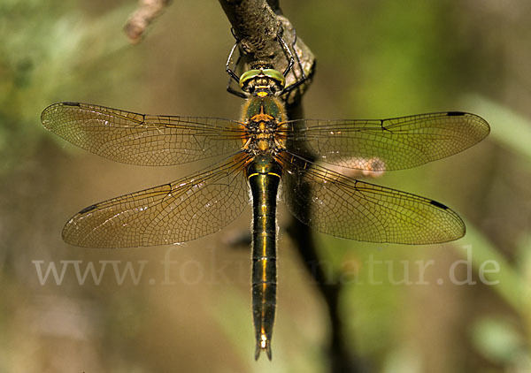 Gemeine Smaragdlibelle (Cordulia aenea)