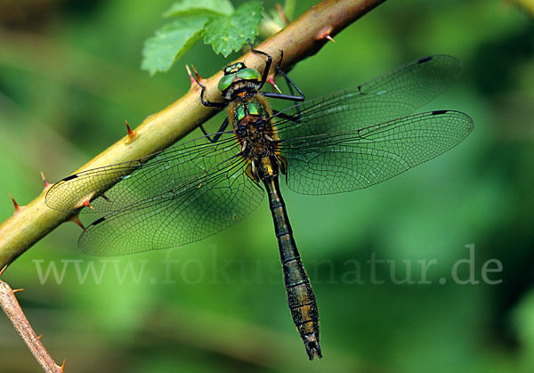 Gemeine Smaragdlibelle (Cordulia aenea)