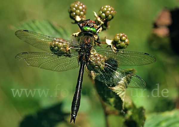 Gemeine Smaragdlibelle (Cordulia aenea)