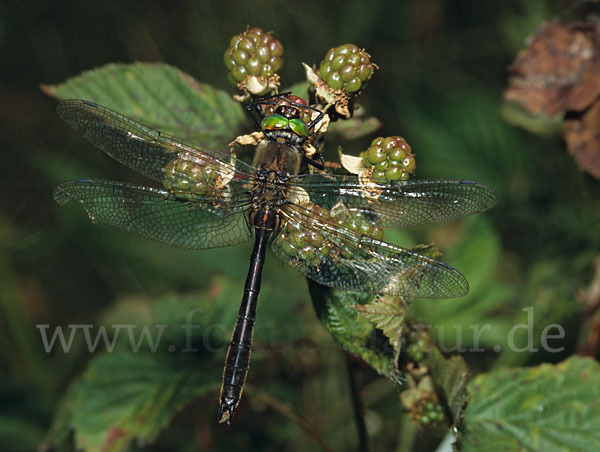 Gemeine Smaragdlibelle (Cordulia aenea)