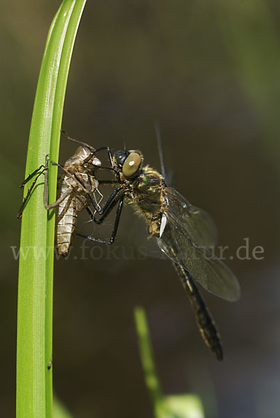 Gemeine Smaragdlibelle (Cordulia aenea)