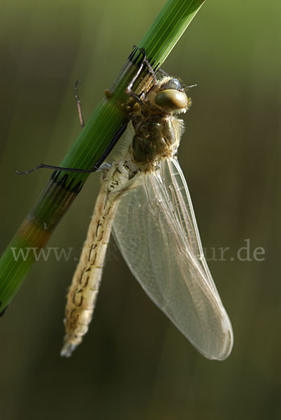 Gemeine Smaragdlibelle (Cordulia aenea)