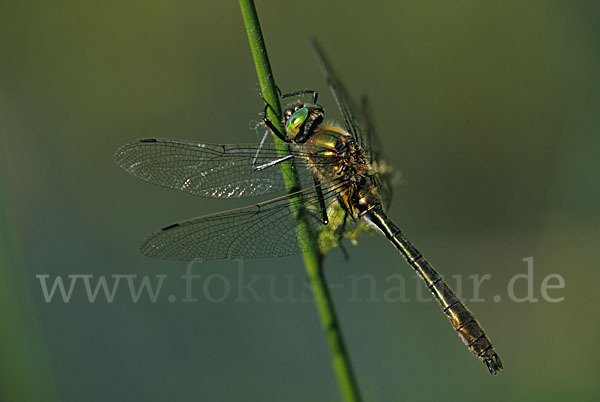 Gemeine Smaragdlibelle (Cordulia aenea)