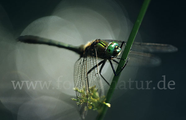 Gemeine Smaragdlibelle (Cordulia aenea)