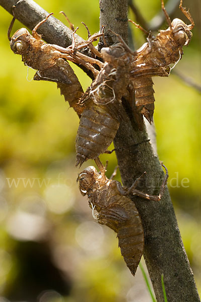 Gemeine Smaragdlibelle (Cordulia aenea)