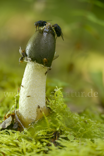 Gemeine Stinkmorchel (Phallus impudicus)