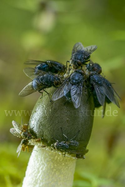 Gemeine Stinkmorchel (Phallus impudicus)