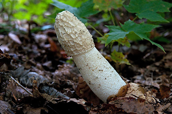 Gemeine Stinkmorchel (Phallus impudicus)