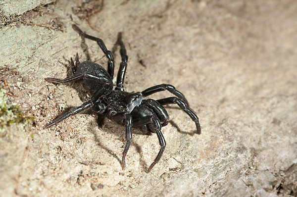 Gemeine Tapezierspinne (Atypus  affinis)