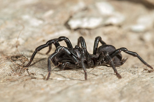 Gemeine Tapezierspinne (Atypus  affinis)