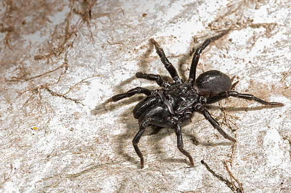 Gemeine Tapezierspinne (Atypus  affinis)