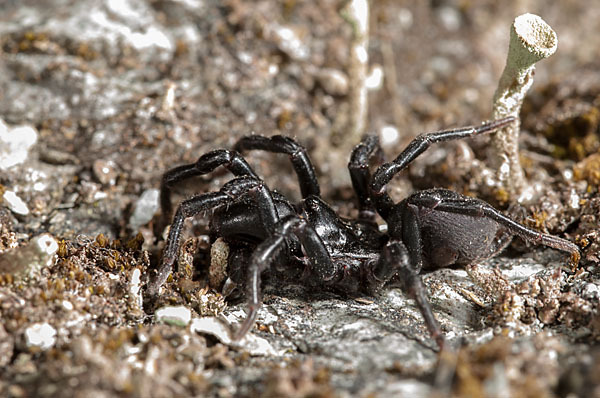 Gemeine Tapezierspinne (Atypus  affinis)