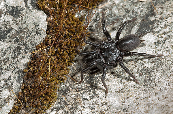 Gemeine Tapezierspinne (Atypus  affinis)