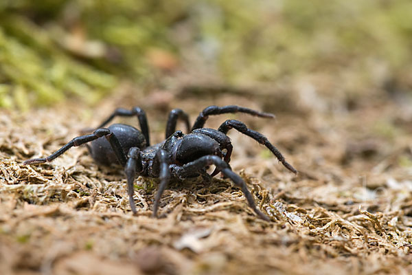 Gemeine Tapezierspinne (Atypus  affinis)