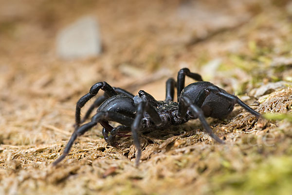 Gemeine Tapezierspinne (Atypus  affinis)