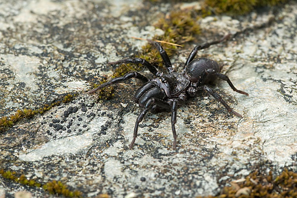 Gemeine Tapezierspinne (Atypus  affinis)