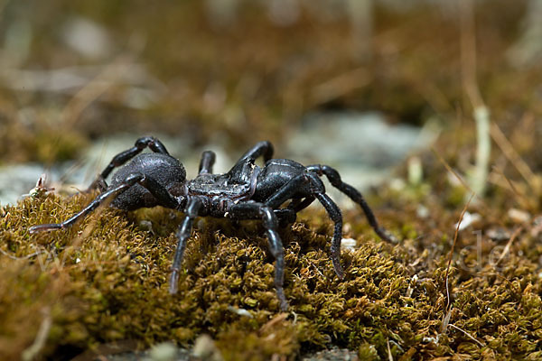 Gemeine Tapezierspinne (Atypus  affinis)