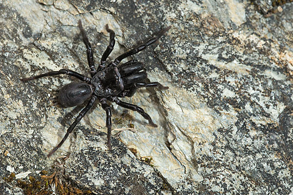 Gemeine Tapezierspinne (Atypus  affinis)