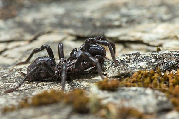 Gemeine Tapezierspinne (Atypus  affinis)