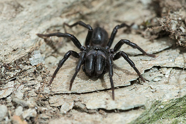 Gemeine Tapezierspinne (Atypus  affinis)