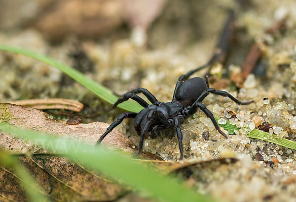 Gemeine Tapezierspinne (Atypus  affinis)