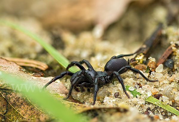 Gemeine Tapezierspinne (Atypus  affinis)