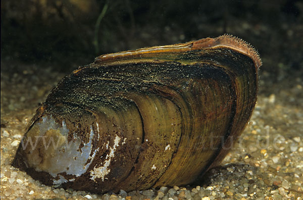 Gemeine Teichmuschel (Anodonta cygnea)