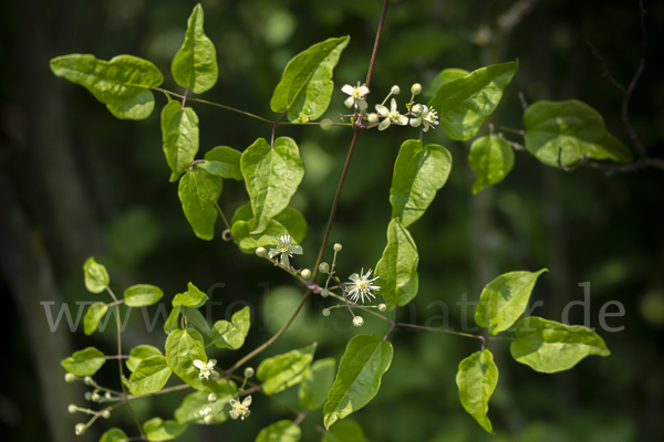 Gemeine Waldrebe (Clematis vitalba)