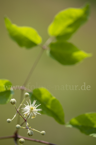 Gemeine Waldrebe (Clematis vitalba)