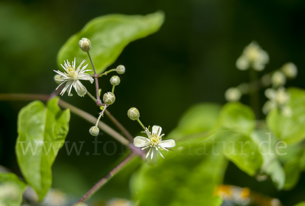 Gemeine Waldrebe (Clematis vitalba)