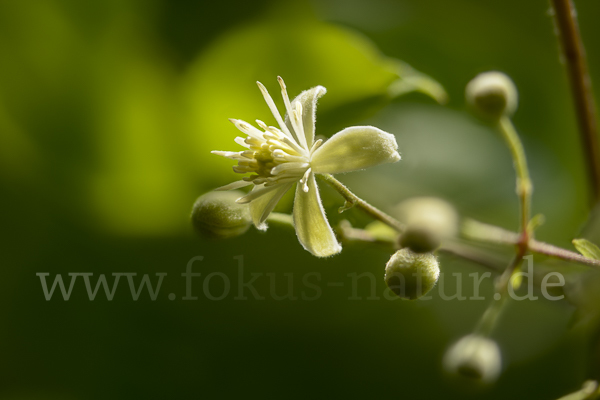 Gemeine Waldrebe (Clematis vitalba)