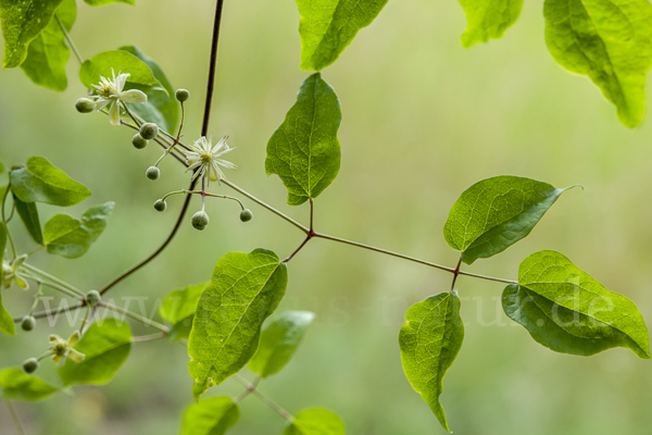 Gemeine Waldrebe (Clematis vitalba)