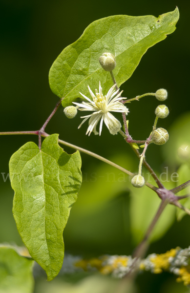 Gemeine Waldrebe (Clematis vitalba)