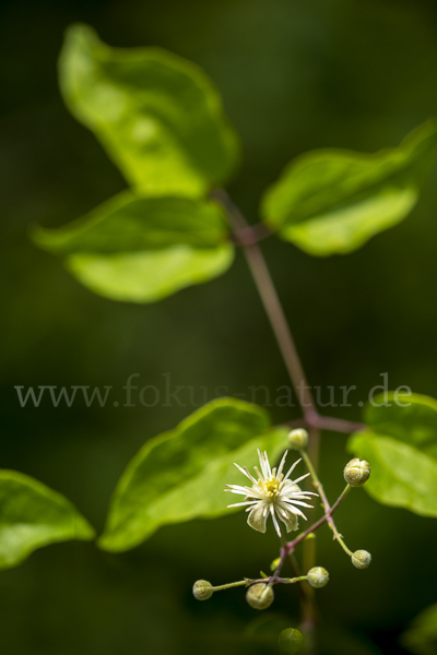 Gemeine Waldrebe (Clematis vitalba)