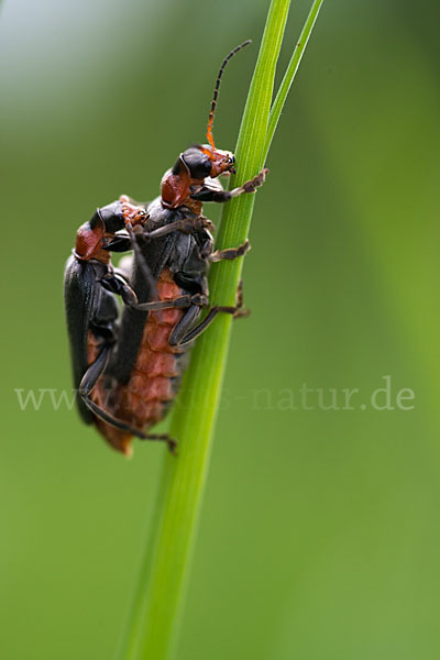 Gemeine Weichkäfer (Cantharis fusca)