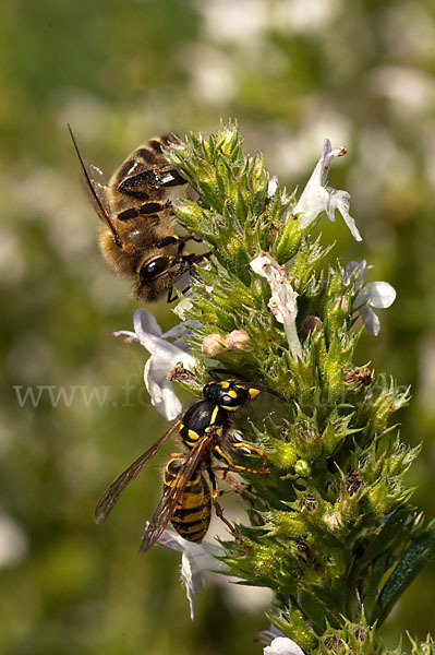 Gemeine Wespe (Vespula vulgaris)