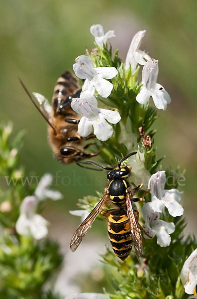 Gemeine Wespe (Vespula vulgaris)