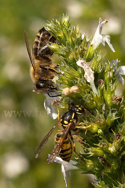 Gemeine Wespe (Vespula vulgaris)