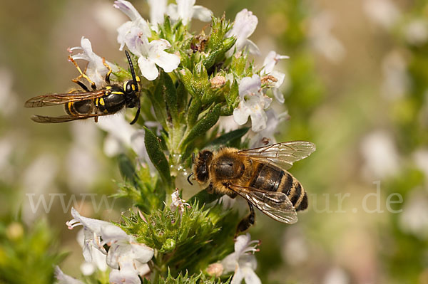 Gemeine Wespe (Vespula vulgaris)