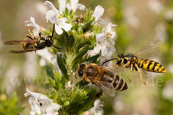 Gemeine Wespe (Vespula vulgaris)